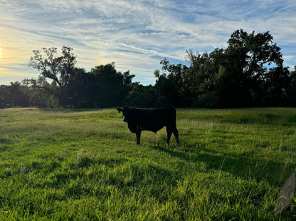 1/2 Grass Finished Beef Share-Deposit-Local Pickup