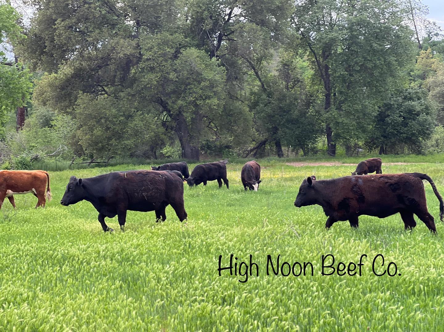 Available now! 1/2 Pastured & Grain Finished Beef