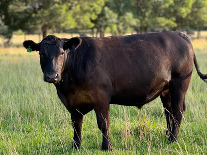 Whole Grass Finished Beef Share-Deposit-Local Pickup