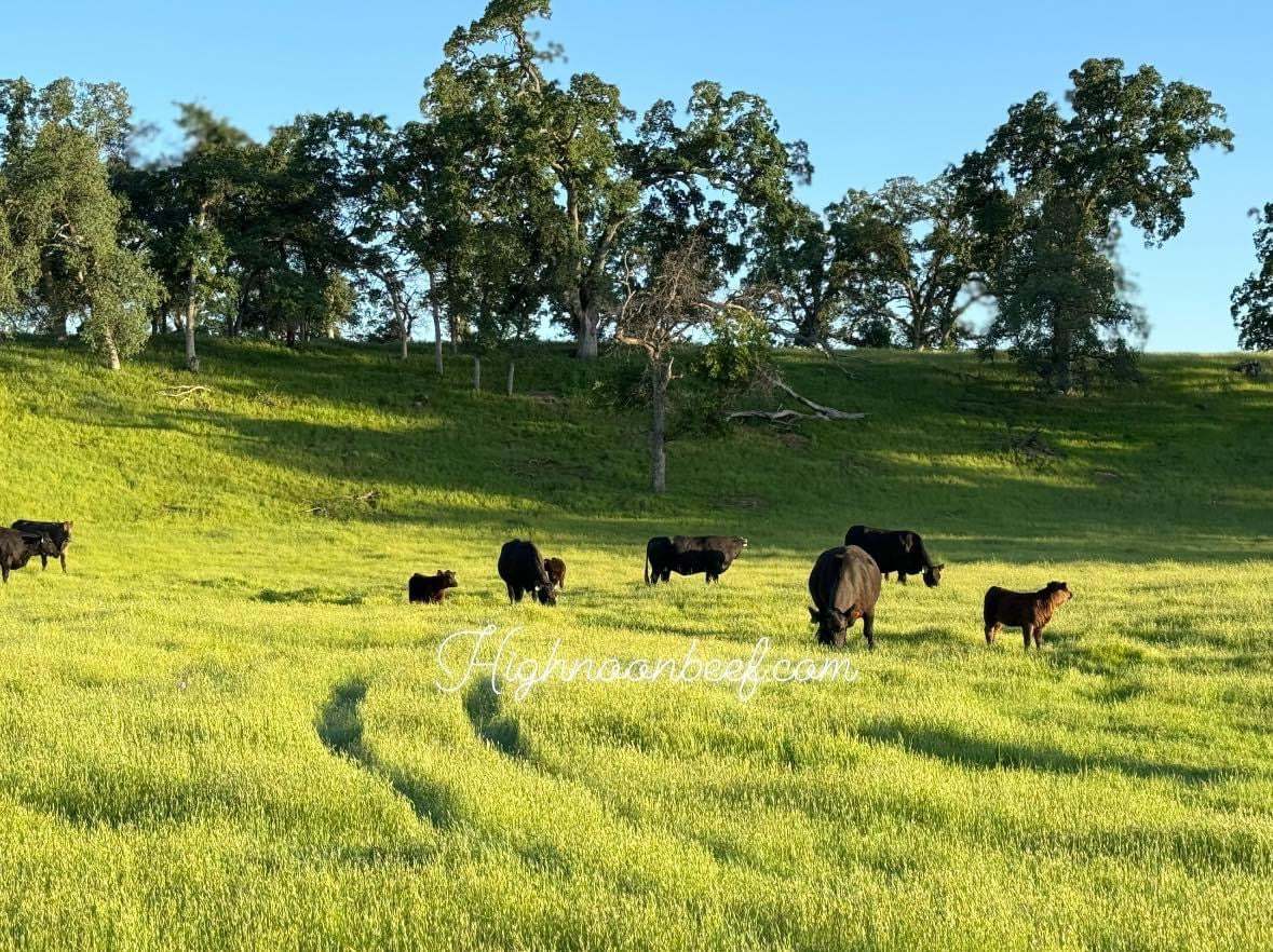 Available now! 1/2 Pastured & Grain Finished Beef